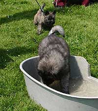 pups